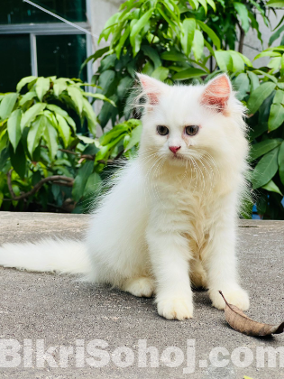 Persian cat